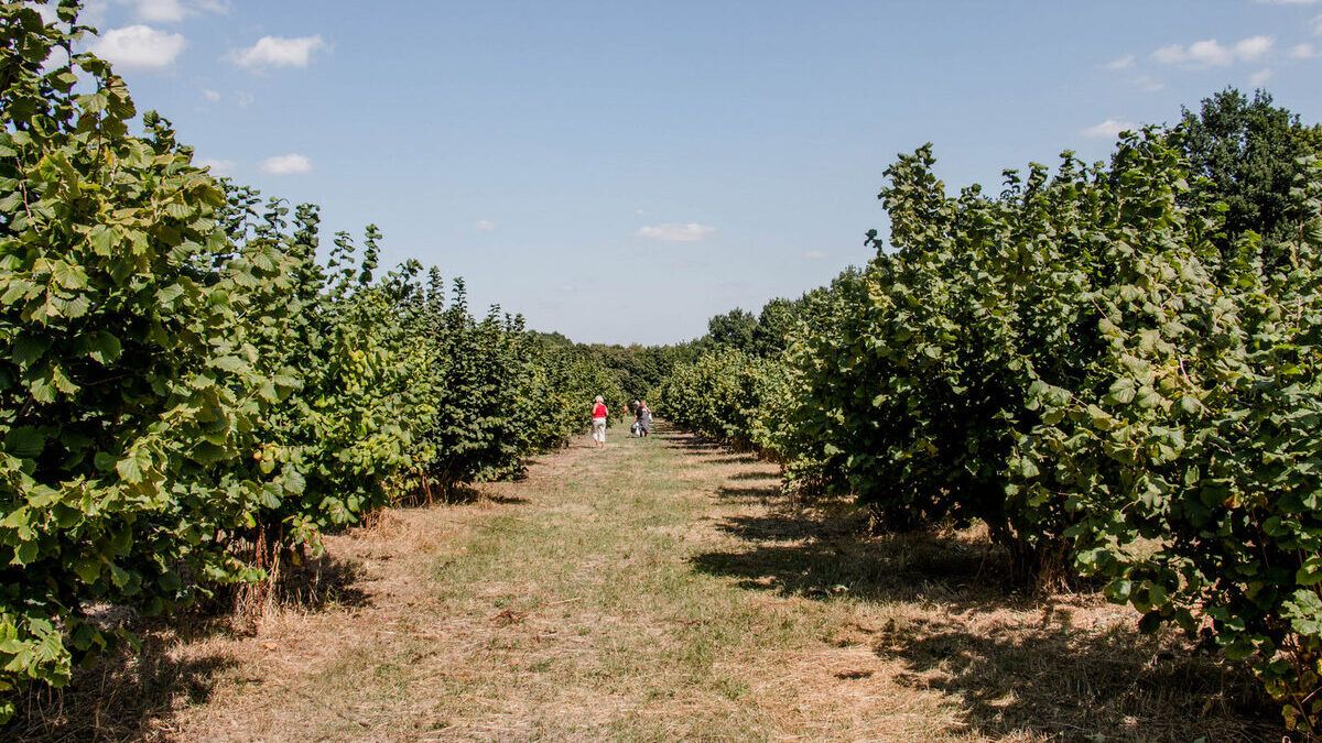 На Львівщині у шість разів зросла площа фундукових садів