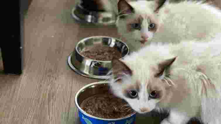 Чи потрібно періодично міняти сухий корм для котів: відповідь ветеринара