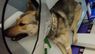 Поліція розслідує незаконну евтаназію собаки у львівській ветеринарній клініці