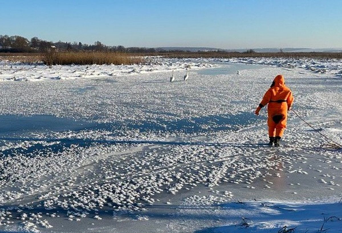 Біля Тернополя рятувальники визволили зграю лебедів, які вмерзли в кригу
