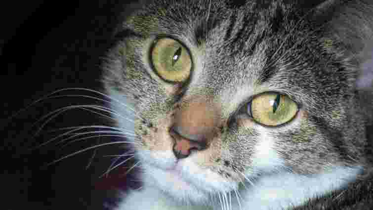 Що таке вірус імунодефіциту котів та як він впливає на життя тварини