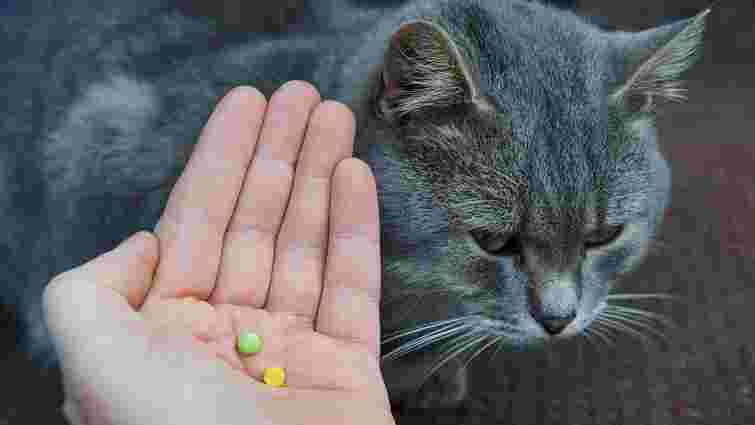 Як дати таблетку коту без стресу: п'ять способів