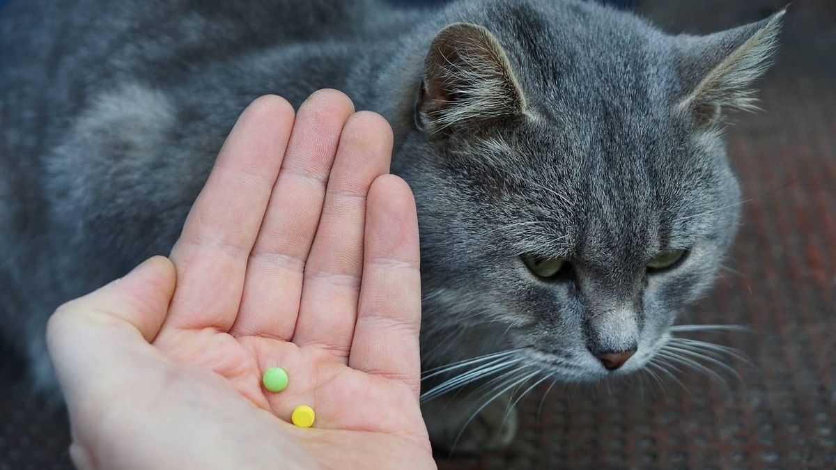 Як дати таблетку коту без стресу: п'ять способів