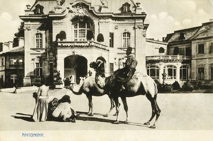 Верблюди біля палацу в Антонінах