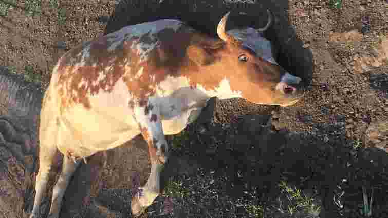Суд виніс вирок у справі знущання з корови на Хмельниччині 