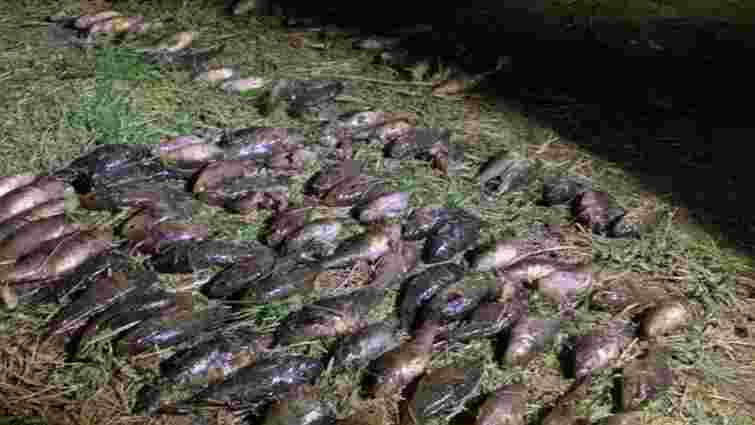 36-річного волинянина зобов'язали сплатити 914 тис. грн за незаконно виловлену рибу