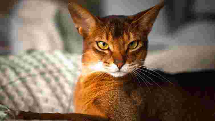Абісинська кішка: опис породи, характер і фото