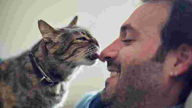 Чому кіт лиже людське обличчя: причини і що це означає