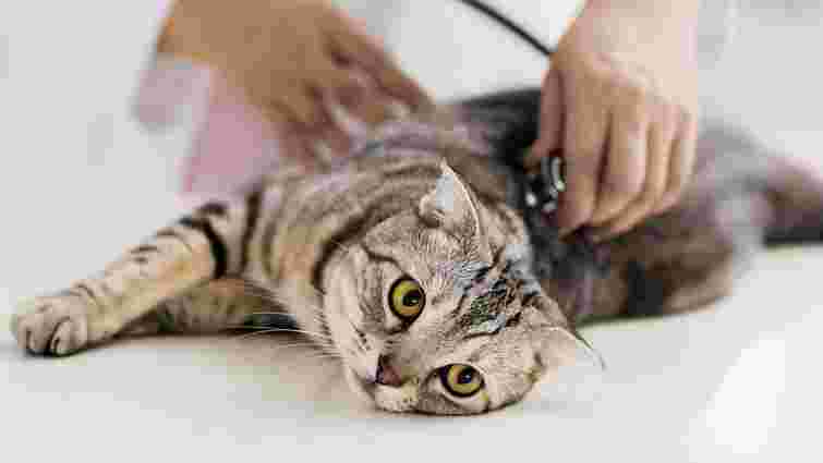 Коли найкраще стерилізувати кішку або кота: поради ветеринарів