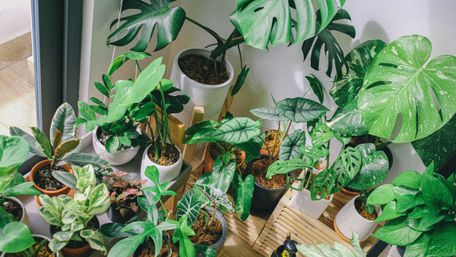 Як врятувати кімнатні рослини від переохолодження у квартирі: поради