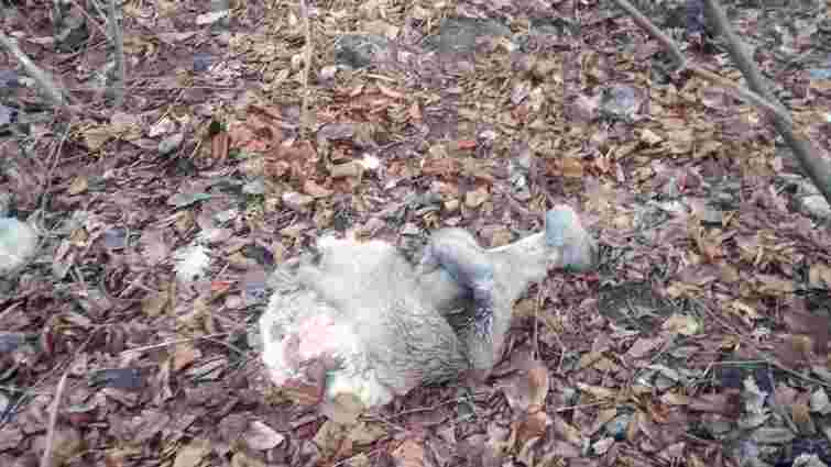 Поліція Львівщини розшукує браконьєрів за вбиство двох козуль