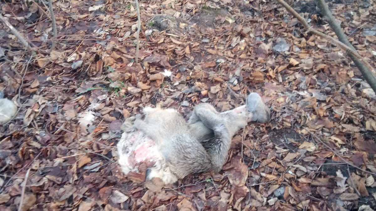 Поліція Львівщини розшукує браконьєрів за вбиство двох козуль