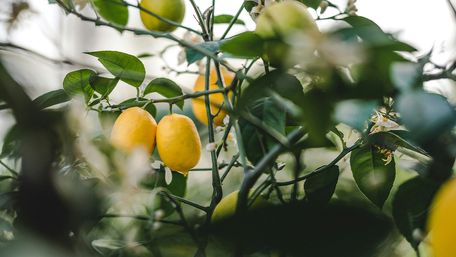 Основні помилки при вирощуванні лимона та як їх уникнути