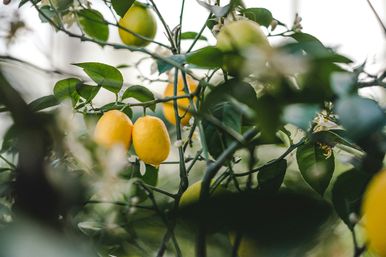 Основні помилки при вирощуванні лимона та як їх уникнути