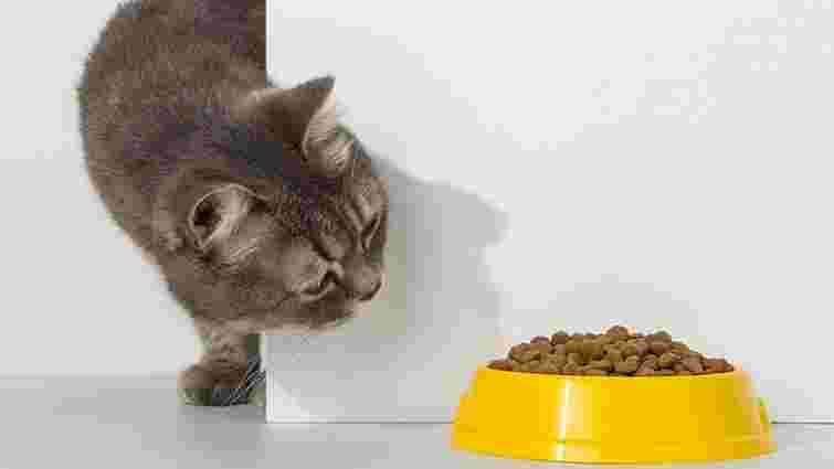 Як часто годувати кота і скільки їжі на день йому давати: пояснення ветеринара