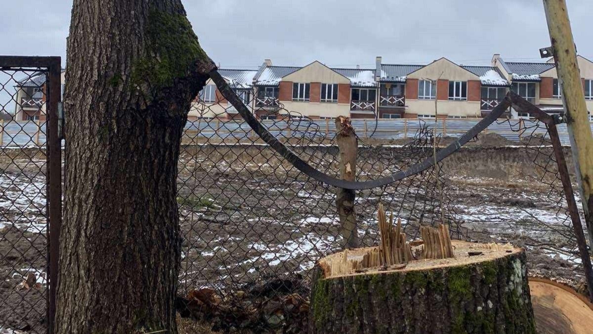 За самовільно зрізані дерева у Брюховичах забудовник відшкодує майже 200 тис. грн