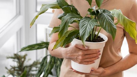 Як не дати засохнути кімнатним рослинам під час відпустки: три способи поливу