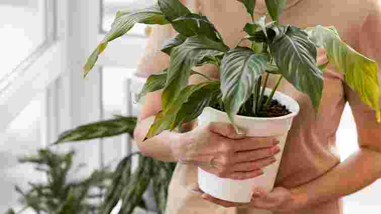Як не дати засохнути кімнатним рослинам під час відпустки: три способи поливу