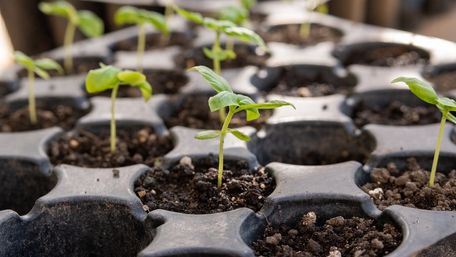 У чому замочити насіння перед посівом для покращення схожості: 10 домашніх засобів