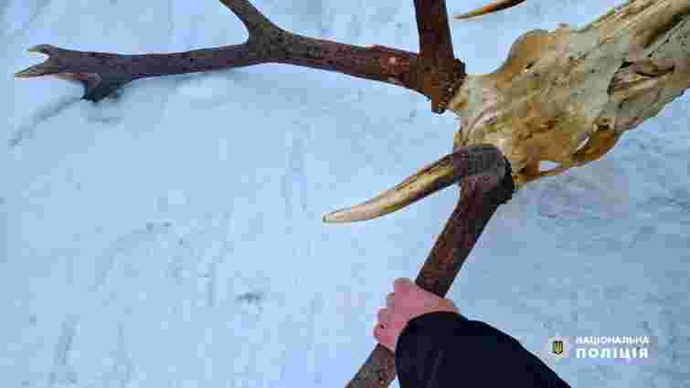 На Прикарпатті у зоологічному заказнику «Чорний ліс» вбили благородного оленя
