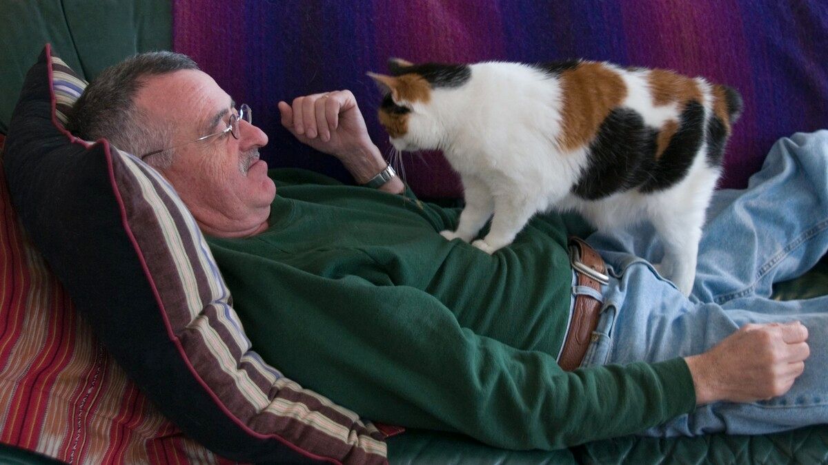 Чому коти мнуть людей лапами: п'ять причин і пояснення ветеринара
