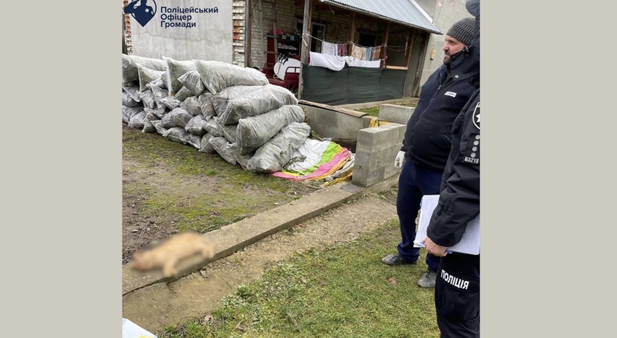 На Львівщині 65-річний селянин застрелив кота з пневматичної рушниці
