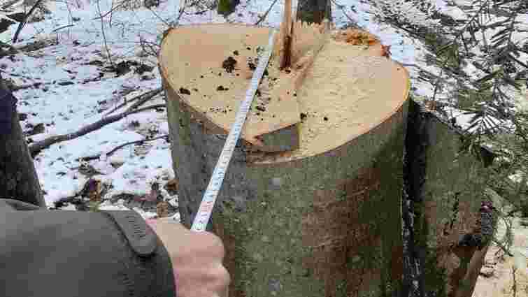 У прикарпатському заказнику «Чорний ліс»  незаконно вирубали дерев на 4 млн грн
