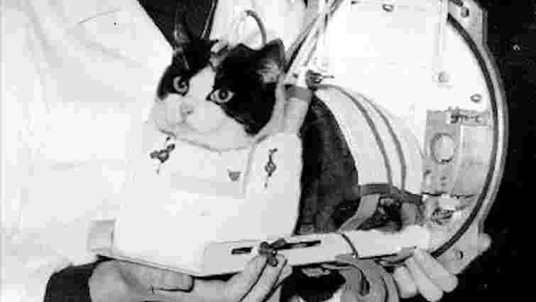Єдина кішка, що побувала у космосі: історія, фото