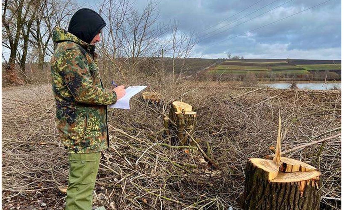 На Буковині невідомі біля автодороги вирізали дерев на майже 5 млн гривень