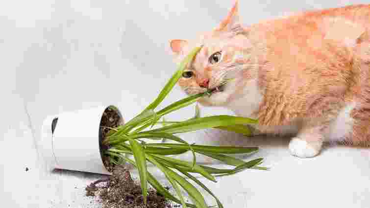 Як відучити кота їсти домашні рослини: чотири надійні способи