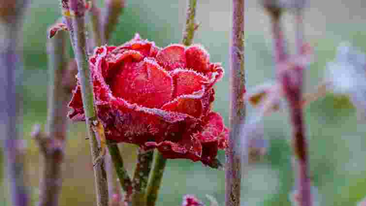 Як відкривати навесні троянди та не втратити кущ: головні помилки початківців