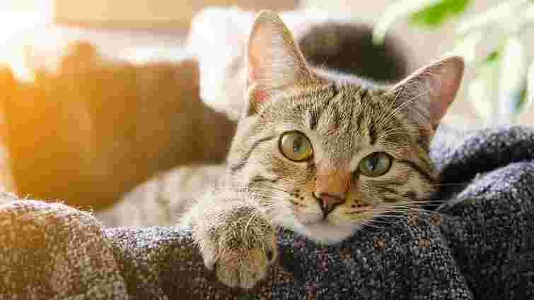 Як людський тодлер: п'ять фактів про котячий мозок, що змусять інакше подивитися на улюбленця