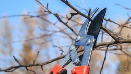 Які дерева в саду обов’язково потребують обрізки навесні: інструкція від фахівців