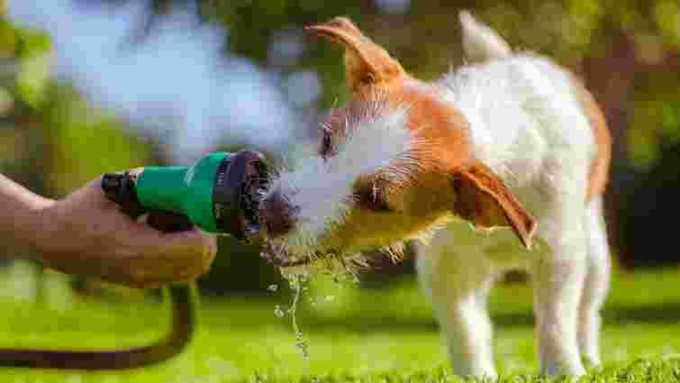 Скільки води треба пити собаці і як помітити зневоднення в улюбленця