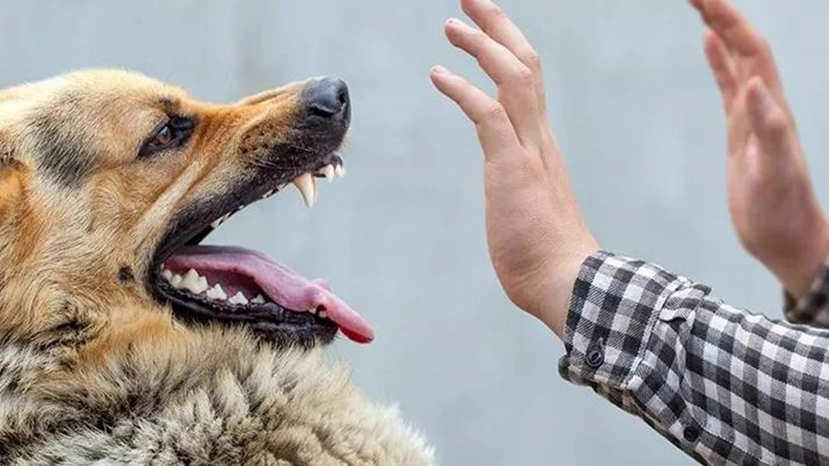 У Львівській громаді ветклінікам заборонено приймати тварин без щеплення від сказу