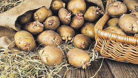 Як у березні підготувати картоплю до посадки, щоб отримати максимальний врожай: поради