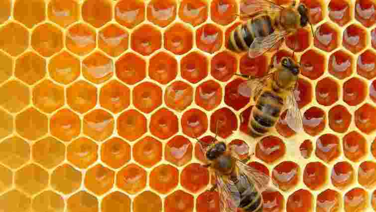 Поляки повернули в Україну 3,5 тонни меду через підозру в підробці