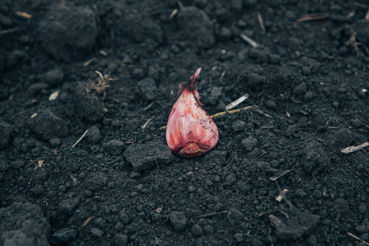 Коли та як садити ярий часник навесні у 2024 році: інструкція