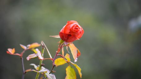 Яке добриво обов’язково потрібне трояндам після зими: два весняні підживлення