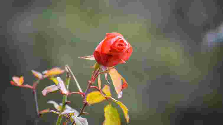 Яке добриво обов’язково потрібне трояндам після зими: два весняні підживлення