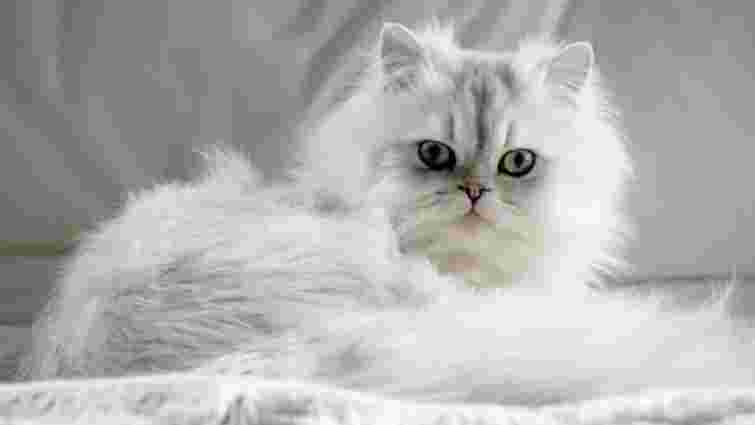 Персидський кіт: різновиди, характер, ціна в Україні