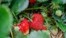 Як отримати багатий врожай полуниці: перше підживлення після зими