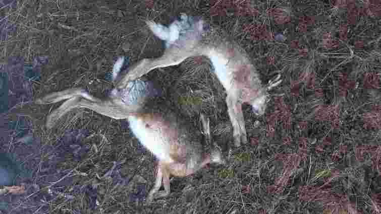 На Тернопільщині поліцейські розслідують отруєння диких зайців на фермерських полях