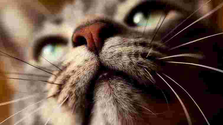 Стрес котячих вусів: що це таке і що з ним робити