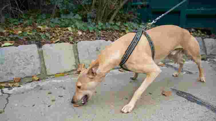 Що робити, якщо собака з'їв отруту на прогулянці: перша допомога
