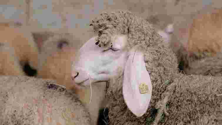 Австрійці передали закарпатським фермерам понад сотню овець тірольської породи
