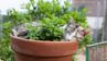 Не лише котяча м'ята: топ-5 кімнатних рослин, які прикрасять квартиру і порадують кота