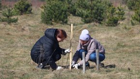На Львівщині висадили липову алею протяжністю понад 17 км