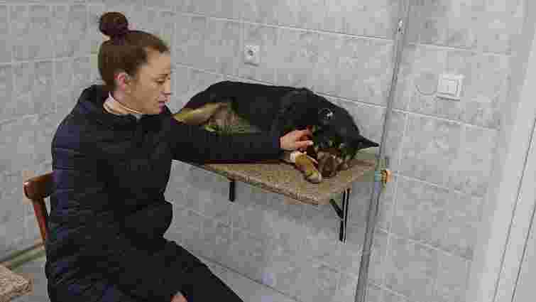 Після отруєння безпритульних собак у Болехові поліція відкрила кримінальну справу