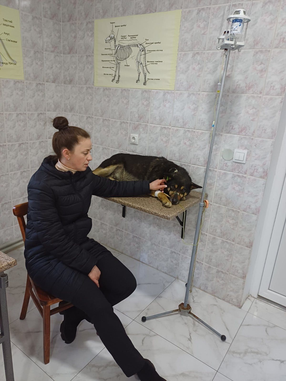 Після отруєння безпритульних собак у Болехові поліція відкрила кримінальну справу